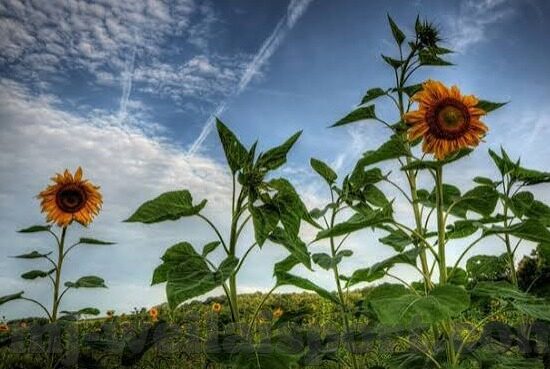 比分最大的足球赛-绿茵场上的疯狂比分，探寻足球史上比分最大的传奇赛事